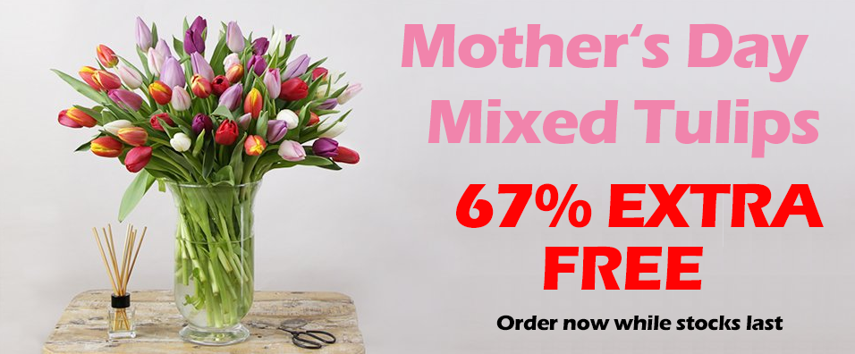 Mother's Day - New Mixed Tulips - 20 Extra Tulips For Free